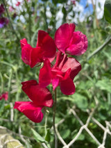 Sweet Pea Winston Churchill Seeds - Dandys Landscape Supplies