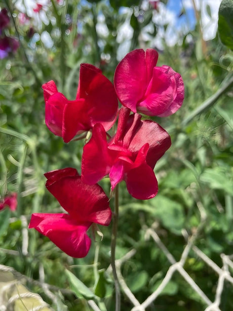 Sweet Pea Winston Churchill Seeds - Dandys Landscape Supplies