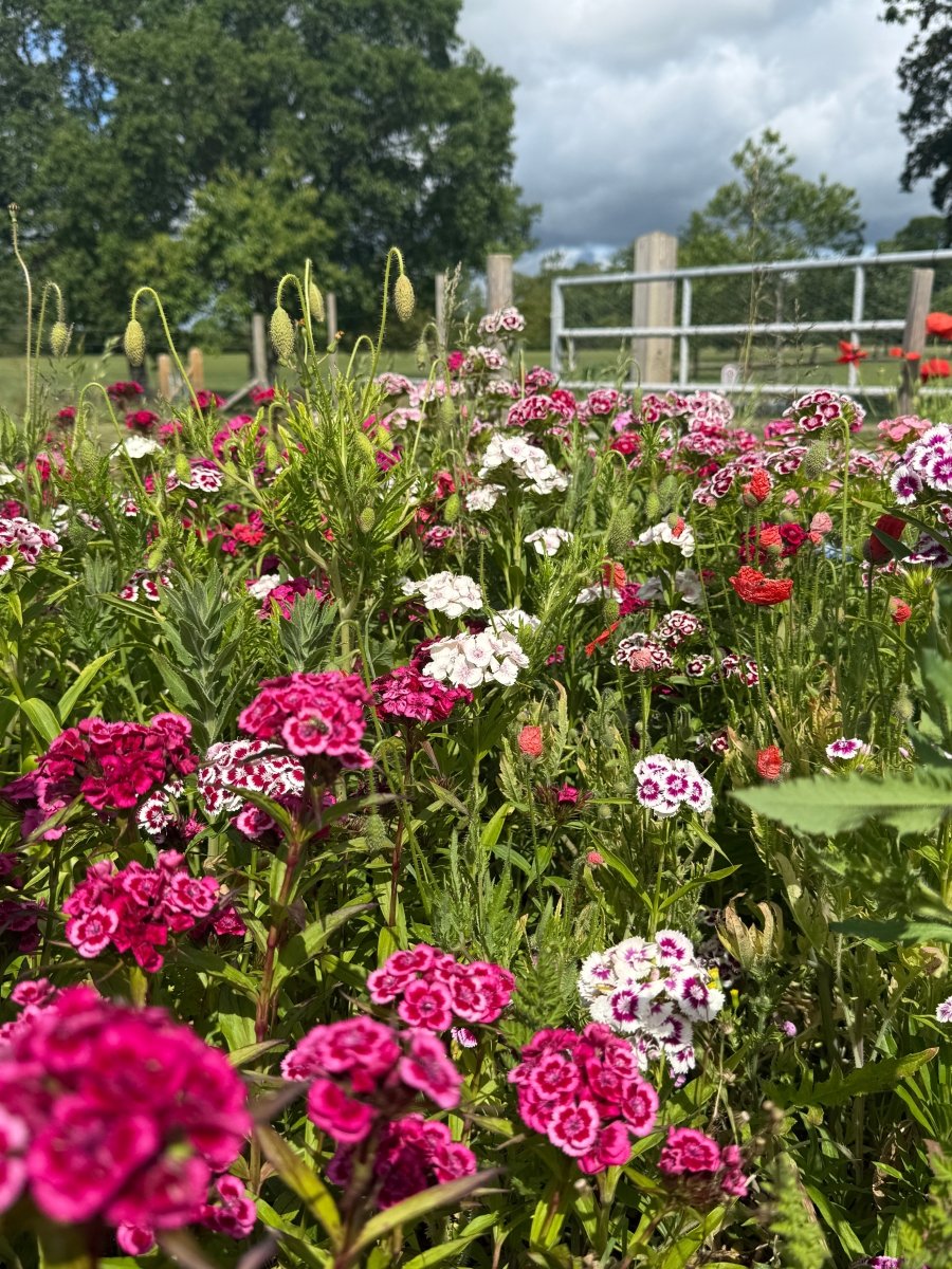 Sweet William Auricula Eyed Mixed - Dandys Landscape Supplies