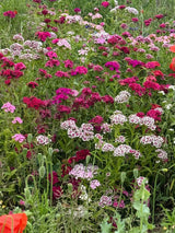Sweet William Auricula Eyed Mixed - Dandys Landscape Supplies