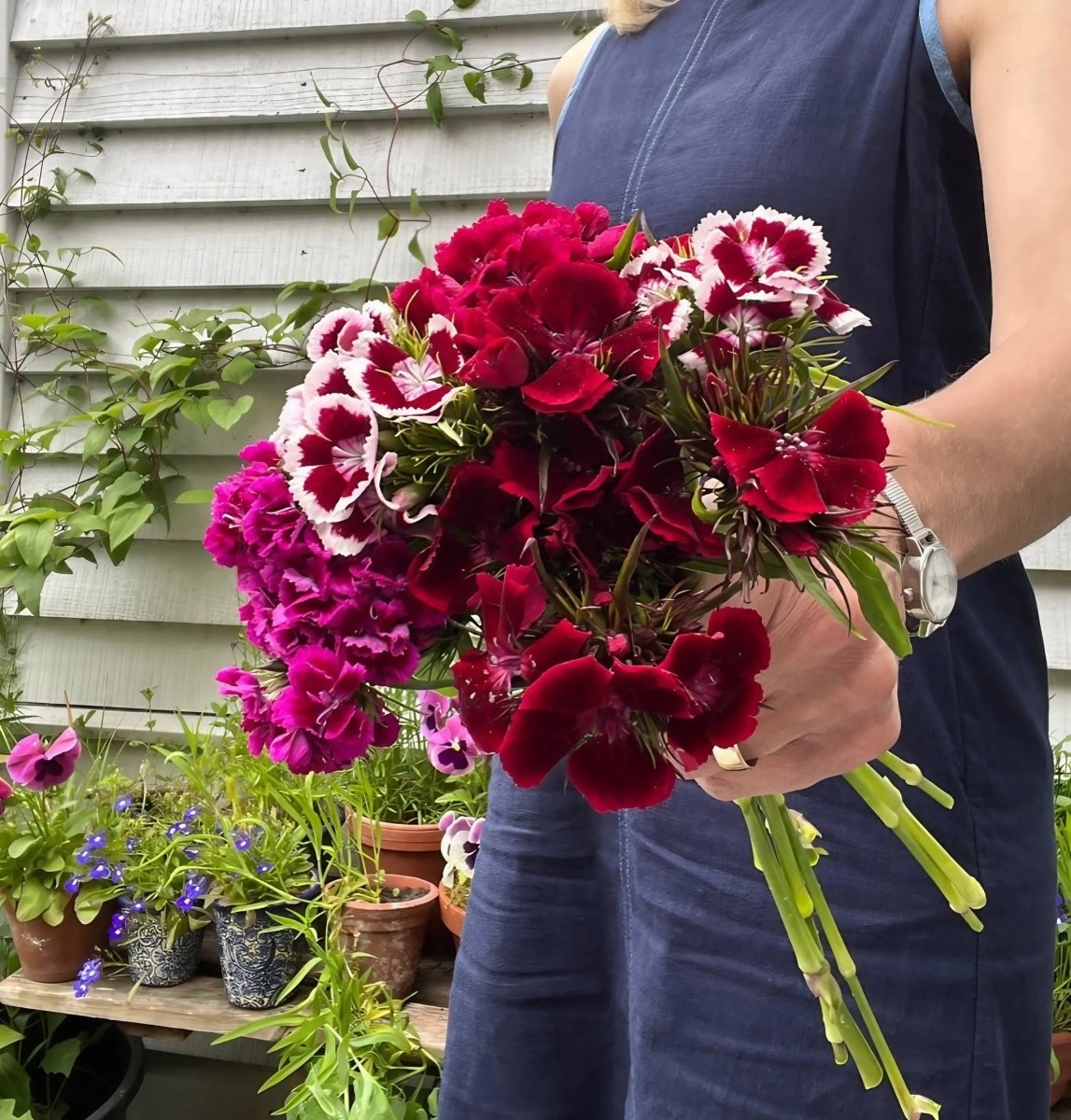 Sweet William Indian Carpet Mixed - Dandys Landscape Supplies