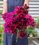 Sweet William Indian Carpet Mixed - Dandys Landscape Supplies