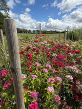 Sweet William Indian Carpet Mixed - Dandys Landscape Supplies
