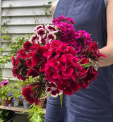 Sweet William Indian Carpet Mixed Seeds - Dandys Landscape Supplies