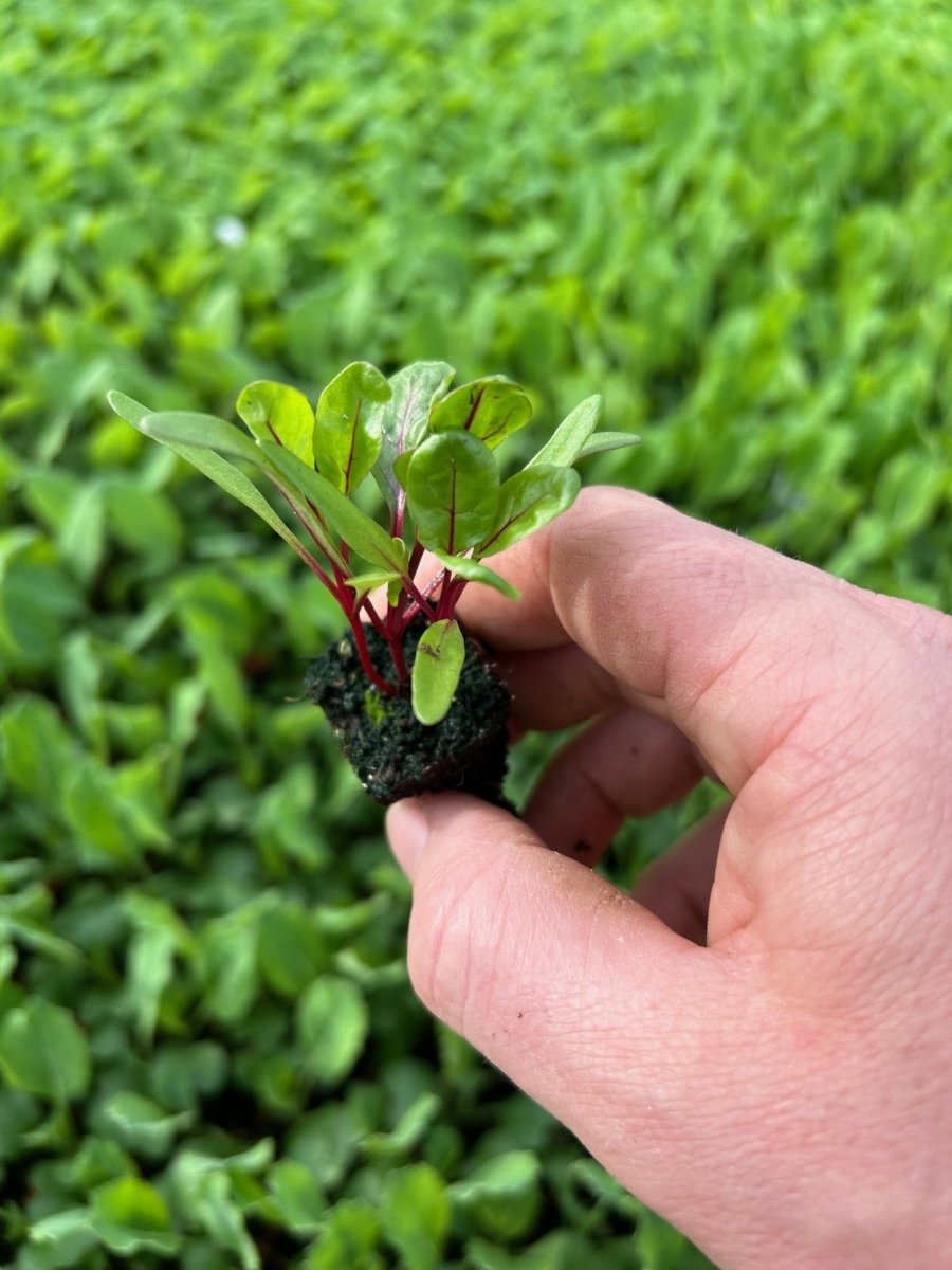 Swiss Chard Red Plug Plants "Grow Your Own" Vegetables **Letterbox Friendly** - Dandys Landscape Supplies