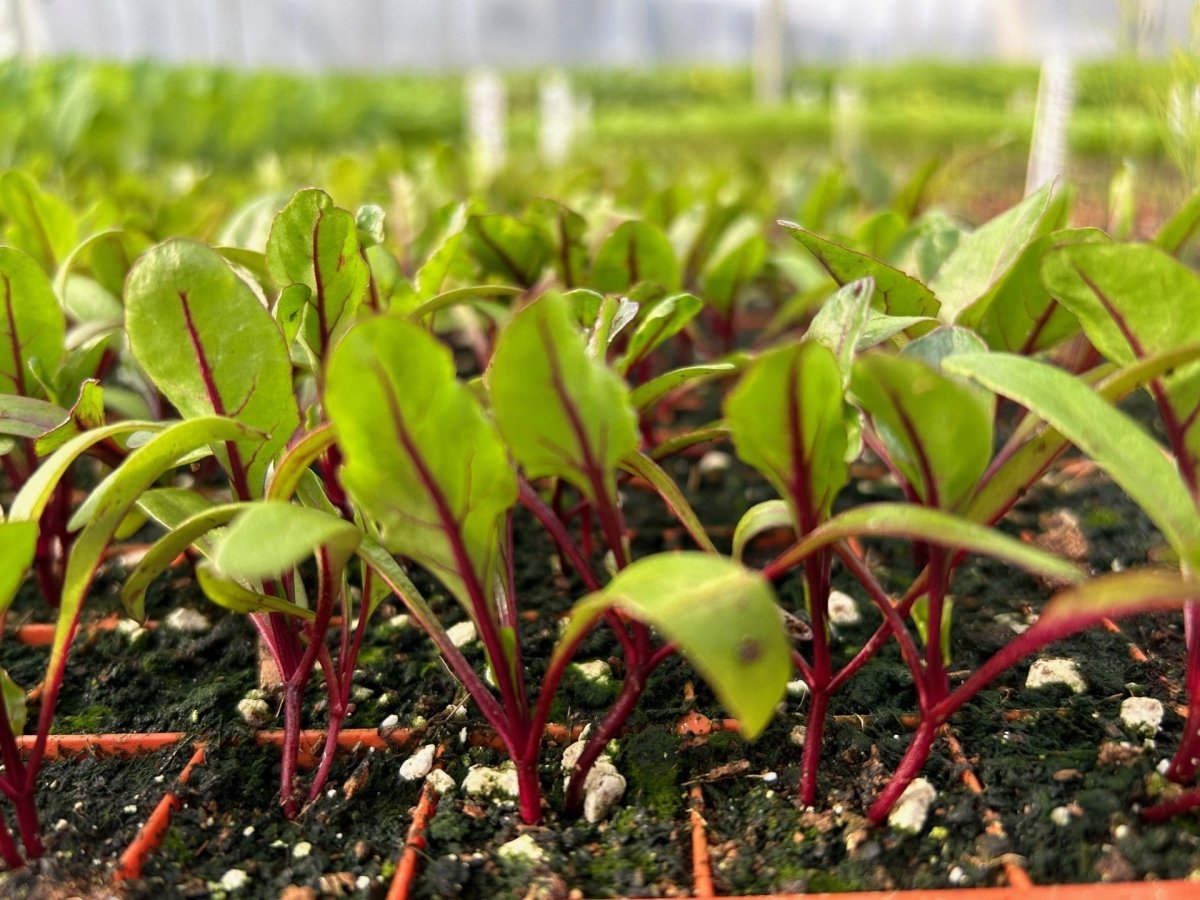 Swiss Chard Red Plug Plants "Grow Your Own" Vegetables **Letterbox Friendly** - Dandys Landscape Supplies