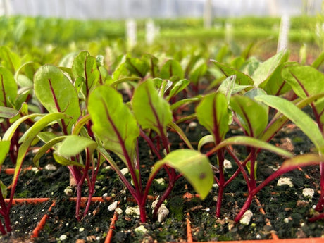 Swiss Chard Red Plug Plants "Grow Your Own" Vegetables **Letterbox Friendly** - Dandys Landscape Supplies