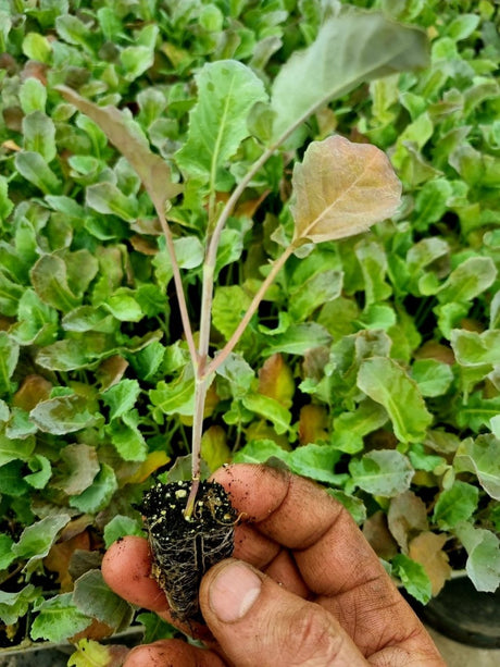 Tender Stem Broccoli Plug Plants "Grow Your Own" Vegetables **Letterbox Friendly** - Dandys Landscape Supplies