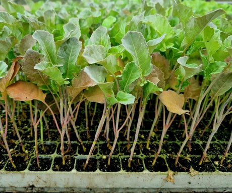 Tender Stem Broccoli Plug Plants "Grow Your Own" Vegetables **Letterbox Friendly** - Dandys Landscape Supplies
