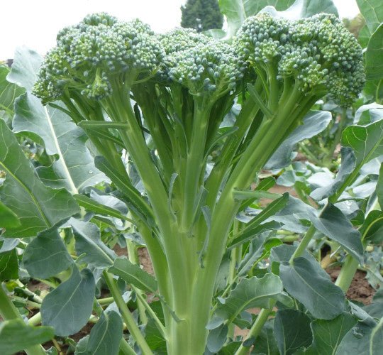 Tender Stem Broccoli Plug Plants "Grow Your Own" Vegetables **Letterbox Friendly** - Dandys Landscape Supplies