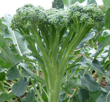 Tender Stem Broccoli Plug Plants "Grow Your Own" Vegetables **Letterbox Friendly** - Dandys Landscape Supplies