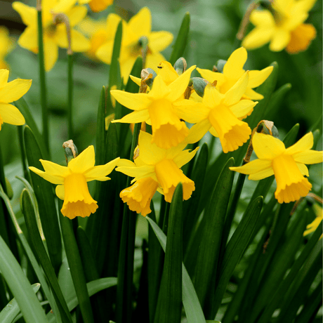 Tete a Tete Dwarf Daffodil - 8 Bulbs