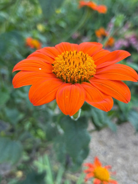 Tithonia Goldfinger Seeds - Dandys Landscape Supplies