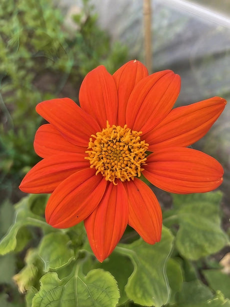 Tithonia Goldfinger Seeds - Dandys Landscape Supplies