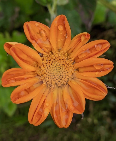 Tithonia Goldfinger Seeds - Dandys Landscape Supplies