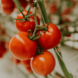 Tomato Seeds - Moneymaker - Dandys Landscape Supplies