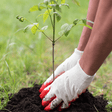 RootMax Tree Planting Soil - Deep Growth Support - Dandy's Topsoil & Landscape Supplies