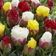 Tulip Ice Cream Mix - 15 Bulbs - Dandys Landscape Supplies
