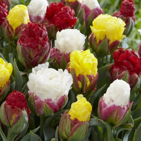 Tulip Ice Cream Mix - 15 Bulbs - Dandys Landscape Supplies