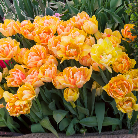 Tulipa Foxy Foxtrot - 6 Bulbs