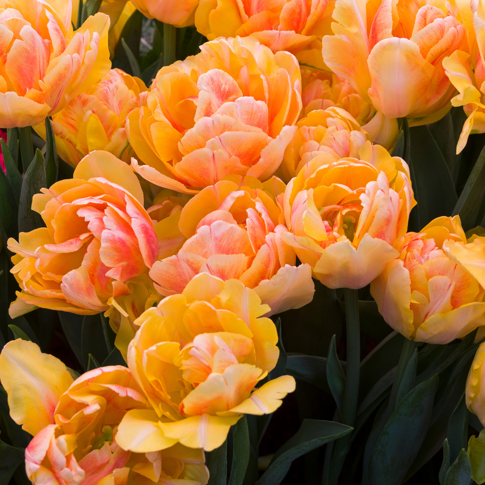Tulipa Foxy Foxtrot - 6 Bulbs