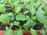 Turnip Plug Plants - "Grow Your Own" Vegetables **Letterbox Friendly** - Dandys Landscape Supplies