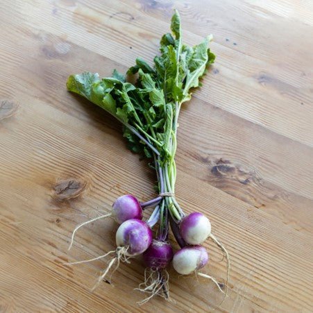 Turnip Plug Plants - "Grow Your Own" Vegetables **Letterbox Friendly** - Dandys Landscape Supplies