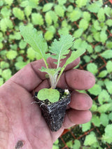 Turnip Plug Plants - "Grow Your Own" Vegetables **Letterbox Friendly** - Dandys Landscape Supplies
