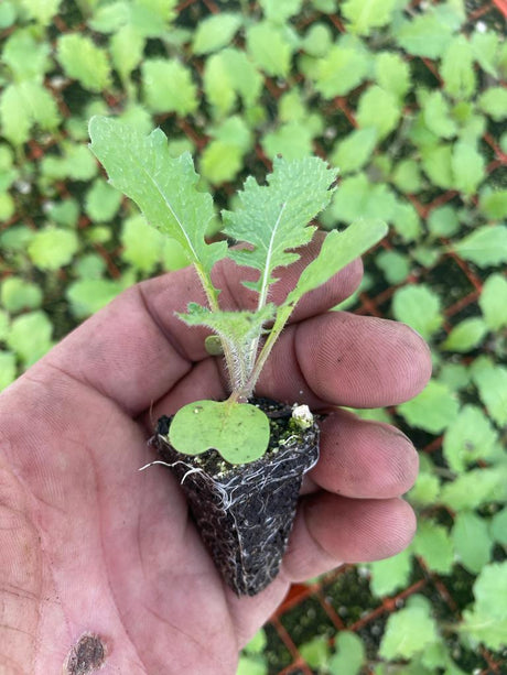 Turnip Plug Plants - "Grow Your Own" Vegetables **Letterbox Friendly** - Dandys Landscape Supplies