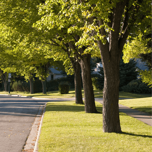 Urban Tree Planting Soil - Dandy's Topsoil & Landscape Supplies