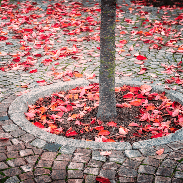 Urban Tree Planting Soil - Dandy's Topsoil & Landscape Supplies