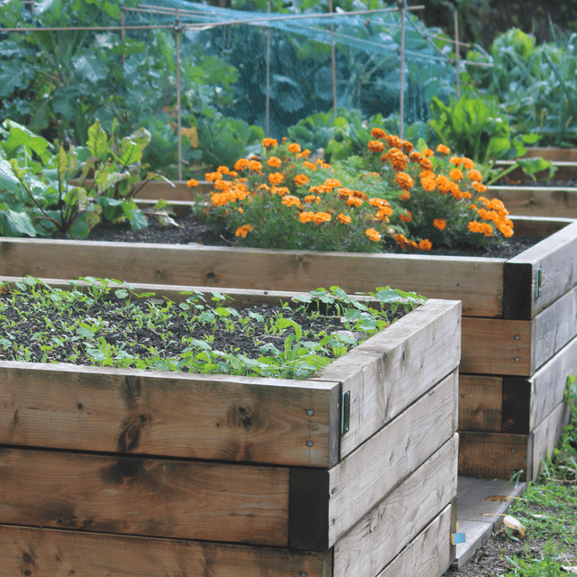 Grow Your Own "Raised Bed Kit" - Dandy's Topsoil & Landscape Supplies