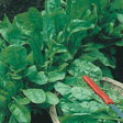Vegetable Seeds - Dandys Landscape Supplies