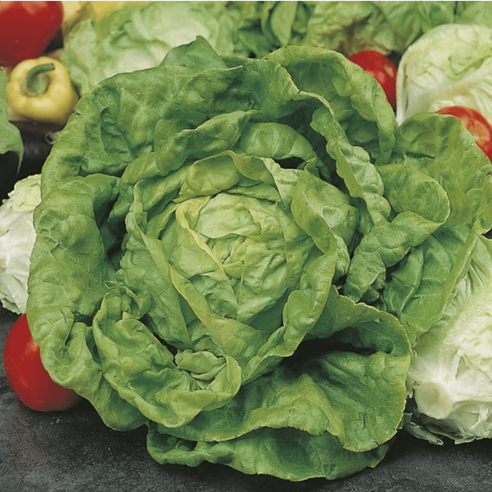 Vegetable Seeds - Dandys Landscape Supplies