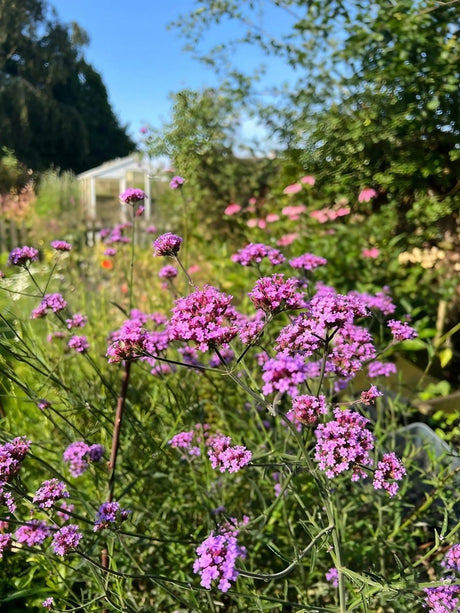 Verbena bonariensis - Dandys Landscape Supplies
