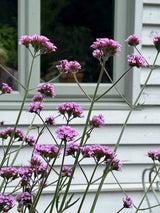 Verbena bonariensis - Dandys Landscape Supplies