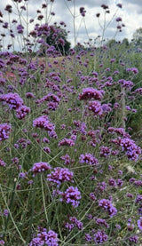 Verbena bonariensis - Dandys Landscape Supplies