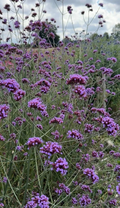 Verbena bonariensis - Dandys Landscape Supplies