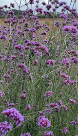 Verbena bonariensis - Dandys Landscape Supplies