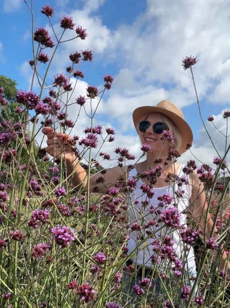 Verbena bonariensis - Dandys Landscape Supplies
