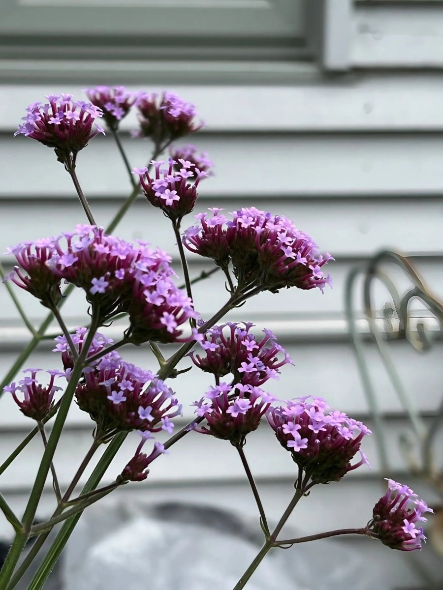 Verbena bonariensis - Dandys Landscape Supplies