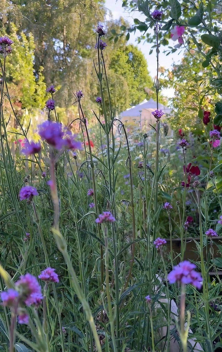Verbena bonariensis - Dandys Landscape Supplies