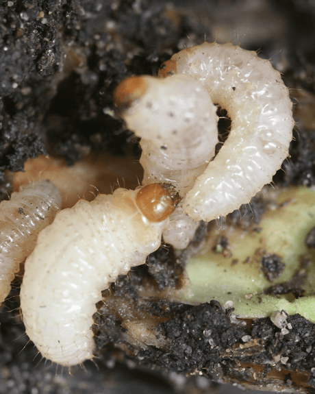 Vine Weevil Control - Nematodes - Dandys Landscape Supplies