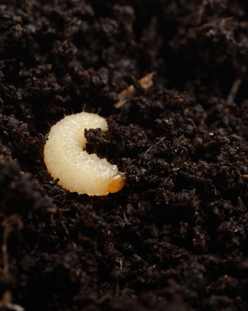 Vine Weevil Control - Nematodes - Dandys Landscape Supplies