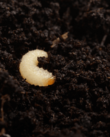 Vine Weevil Control - Nematodes - Dandys Landscape Supplies