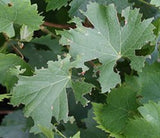 Vine Weevil Control - Nematodes - Dandys Landscape Supplies