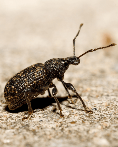 Vine Weevil Control - Nematodes - Dandys Landscape Supplies