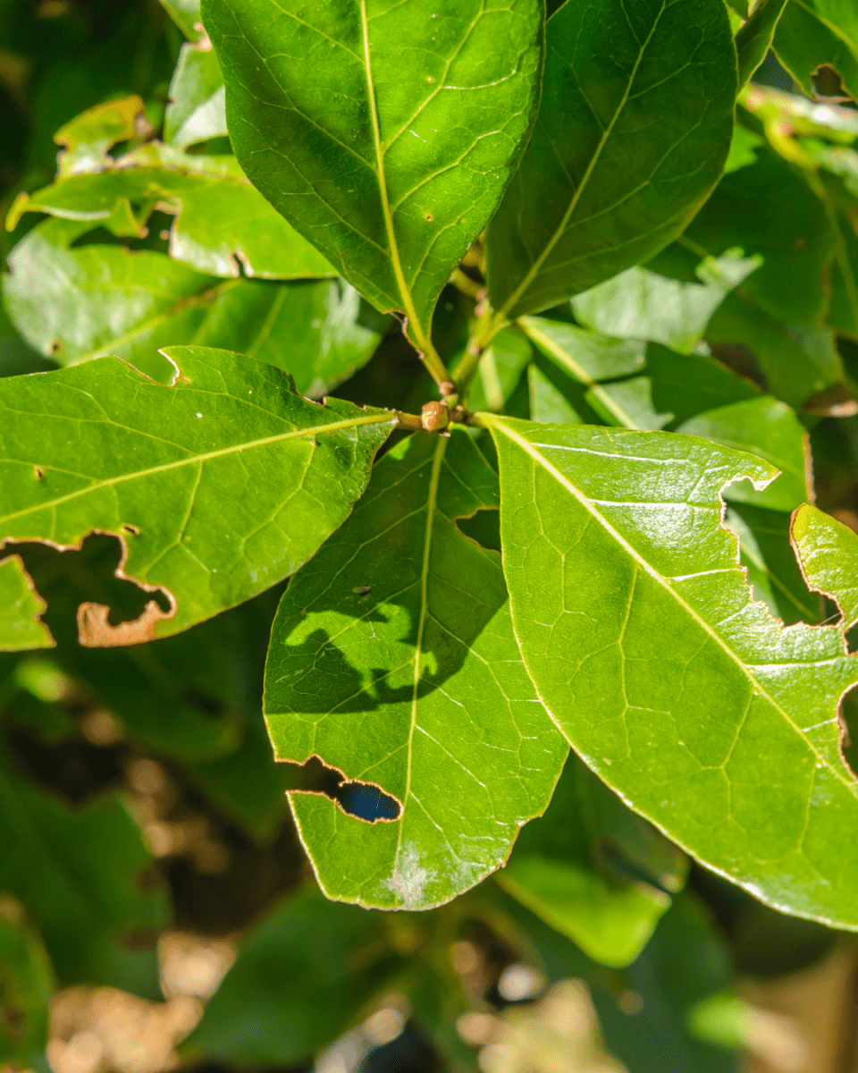 Vine Weevil Control - Nematodes - Dandys Landscape Supplies