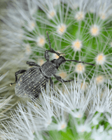 Vine Weevil Control - Nematodes - Dandys Landscape Supplies