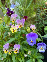 Viola Cornuta Large Flower Mix Seeds - Dandys Landscape Supplies